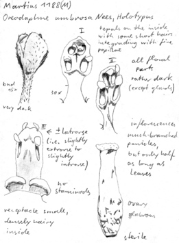 Vorschaubild Oreodaphne umbrosa Nees